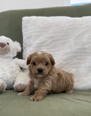 Maltipoo hembra toy