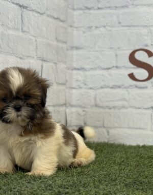 Shih Tzu macho