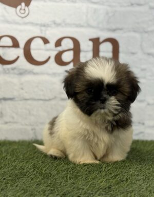 Shih Tzu Macho