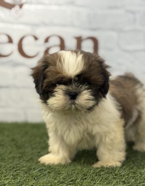 Shih Tzu Hembra