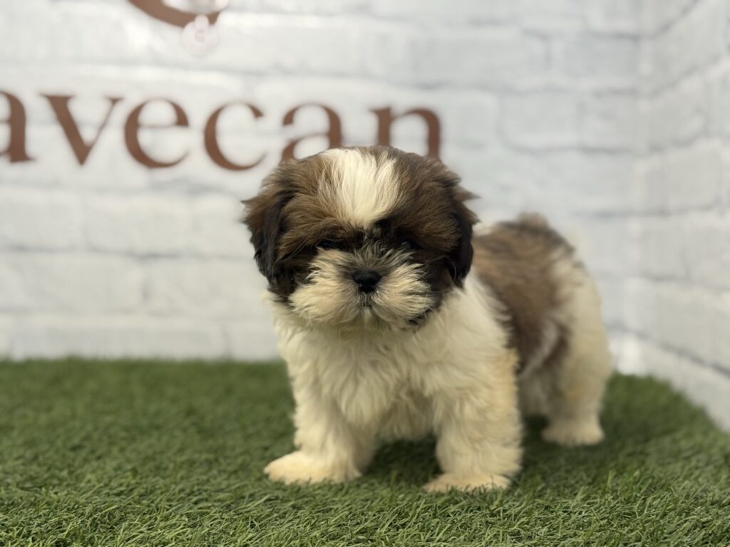 Shih Tzu Hembra