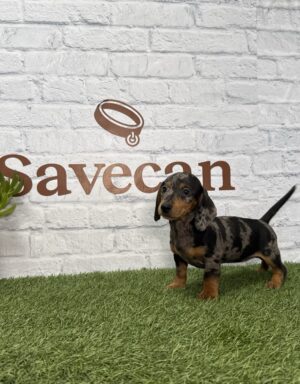 Teckel hembra merlé