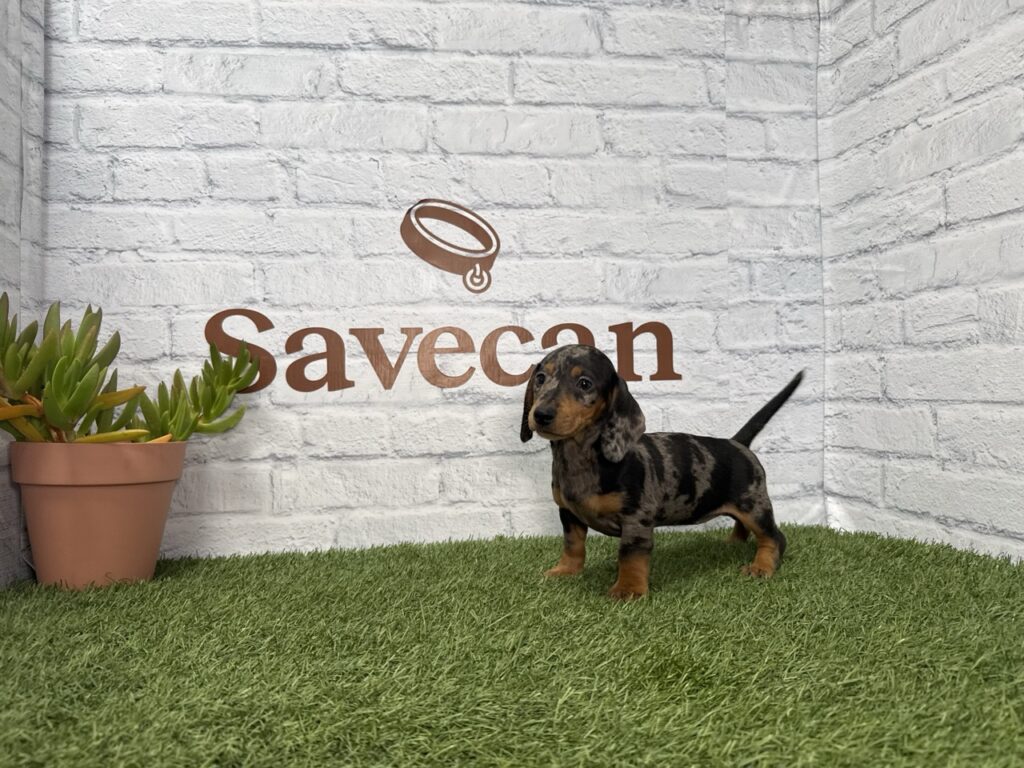 Teckel hembra merlé