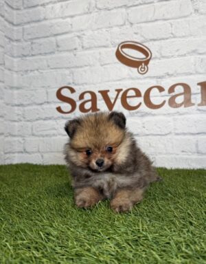 Lulú de Pomerania hembra