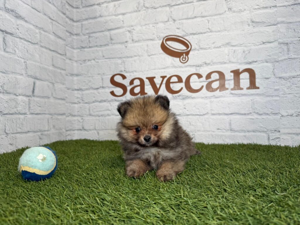 Lulú de Pomerania hembra