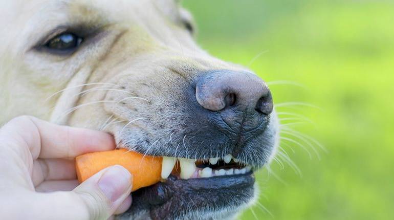 Alimentos para perros: Bocadillos sanos vs Dañinos #infografía