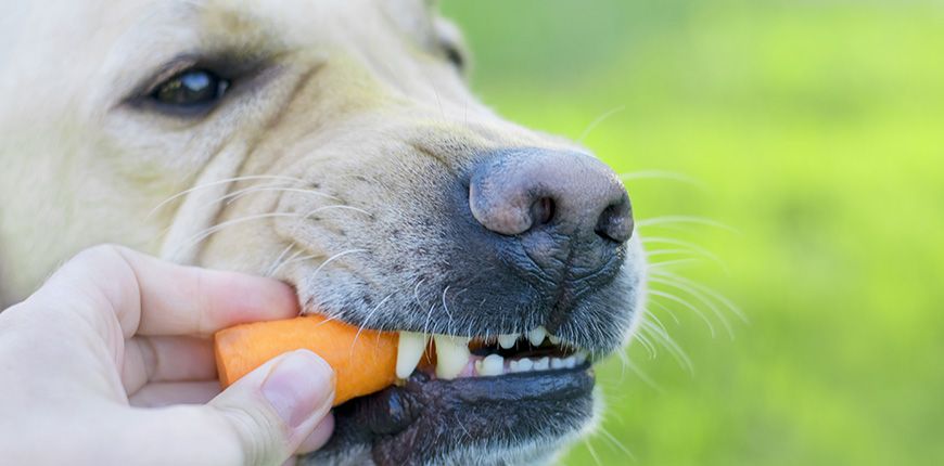 Alimentos para perros: Bocadillos sanos vs Dañinos #infografía