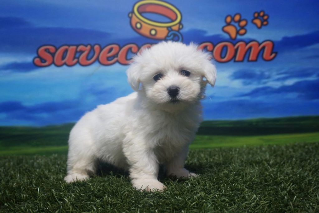 Comprar cachorro de Bichón maltés en Huesca