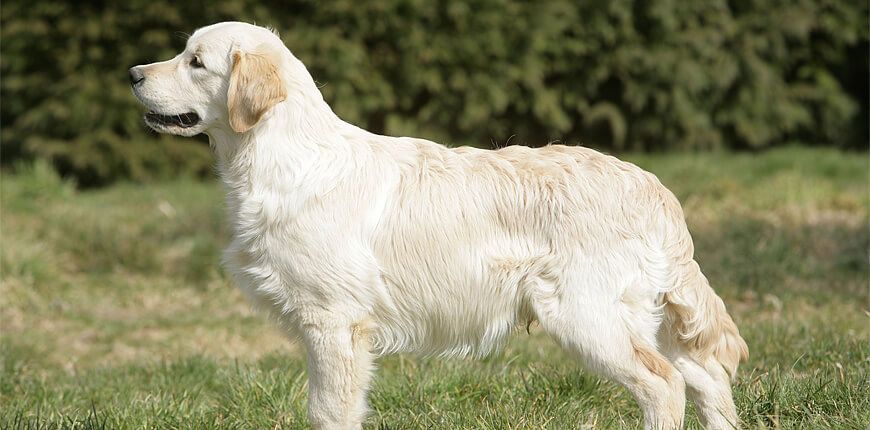 Conoce las características del Golden Retriever