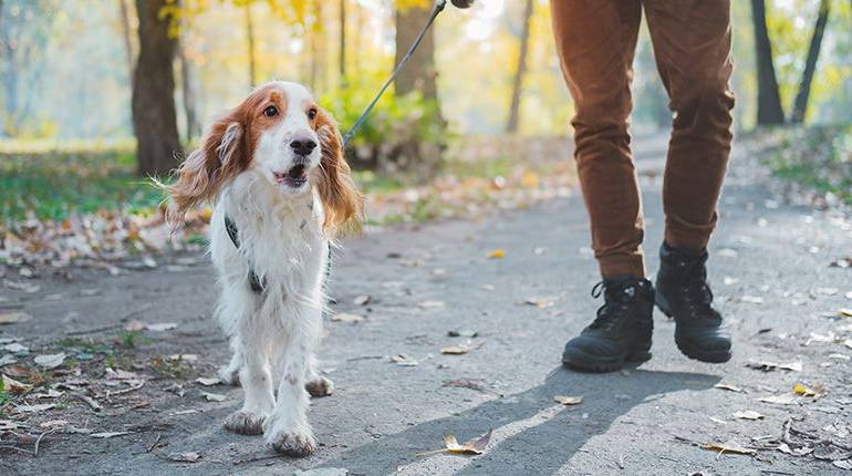 Consejos para pasear a tu perro