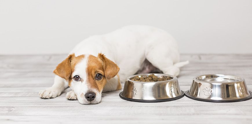 ¿Cuánto debe comer un perro?