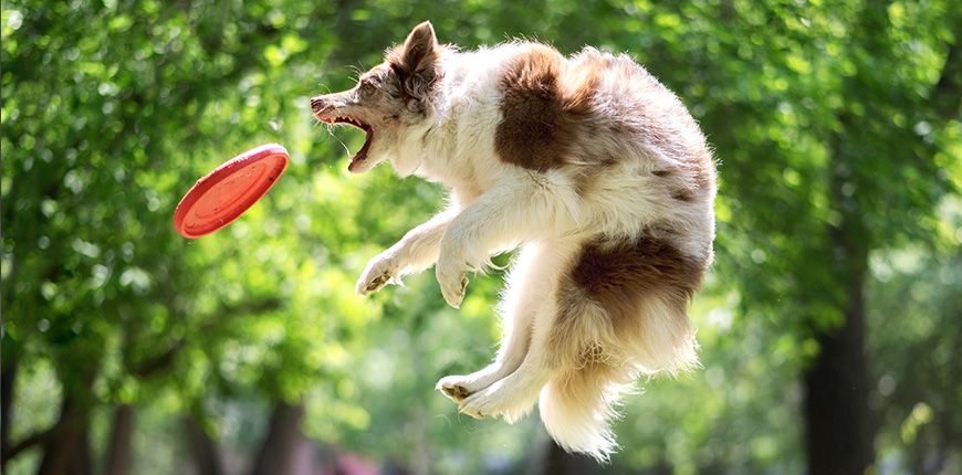 6 deportes divertidos para perros