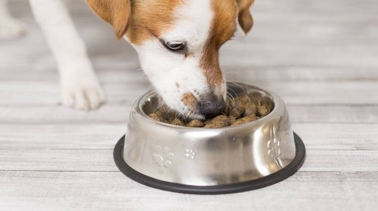 Cuál es el mejor comedero para el perro #infografía