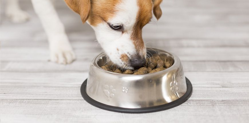 Cuál es el mejor comedero para el perro #infografía