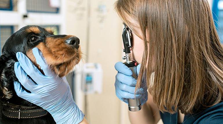 ¡Emergencias caninas! Manual de primeros auxilios para perros