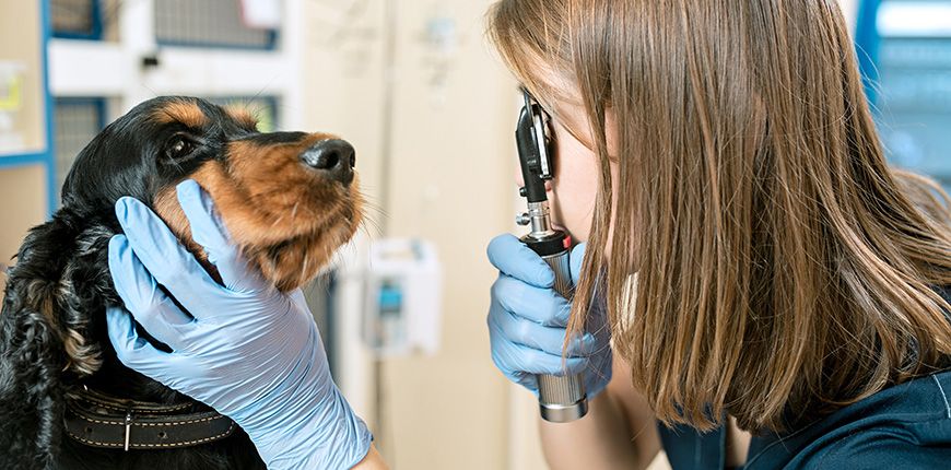 ¡Emergencias caninas! Manual de primeros auxilios para perros