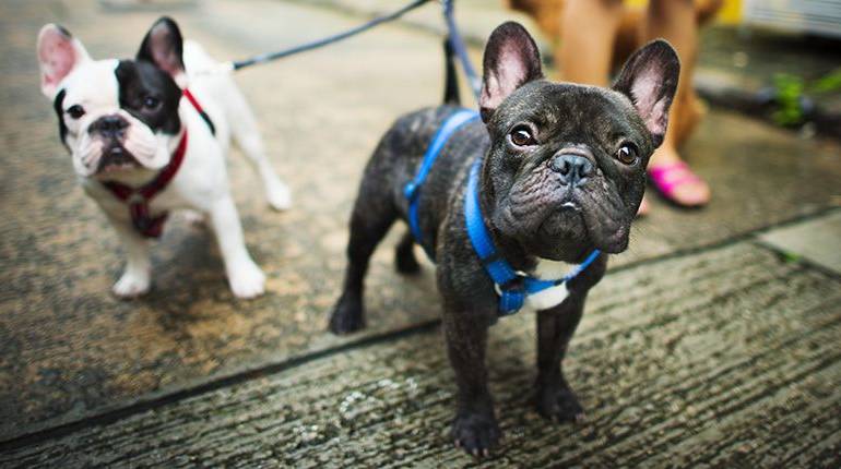 Enseñar a un perro a andar atado con correa