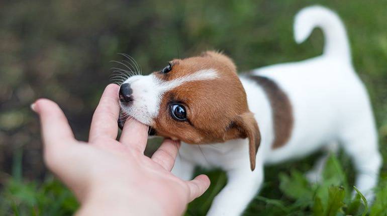 Enseñe a su perro a no morder