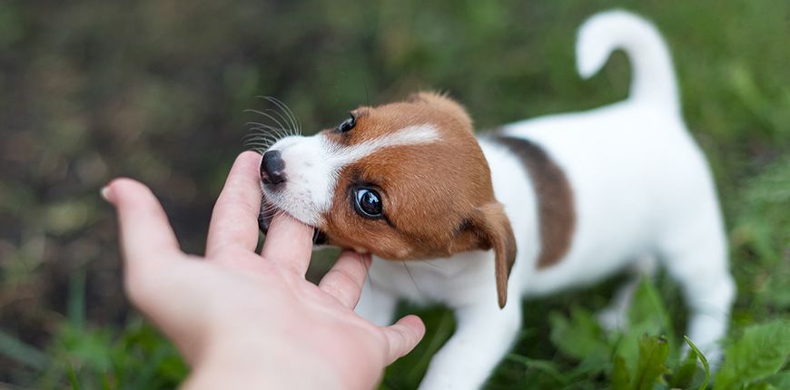Enseñe a su perro a no morder
