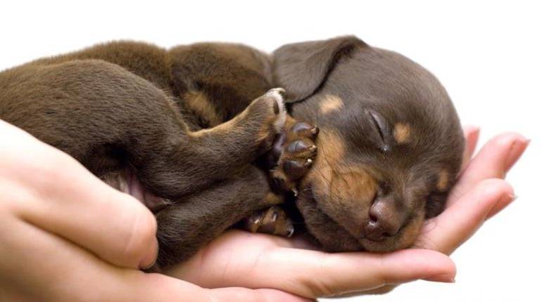 Conoce sobre los hábitos de sueño de los perros #infografía