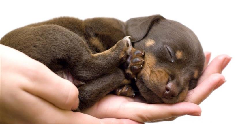 Conoce sobre los hábitos de sueño de los perros #infografía
