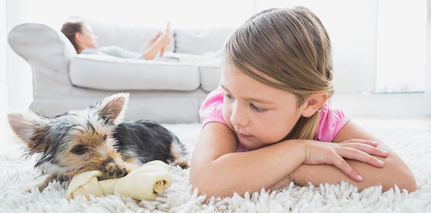 Manual para preparar la llegada del perro a casa