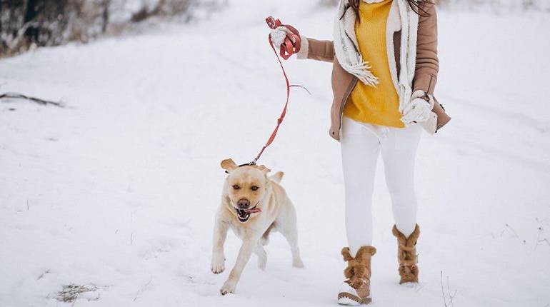 Recomendaciones para pasear a tu perro en invierno #infografía