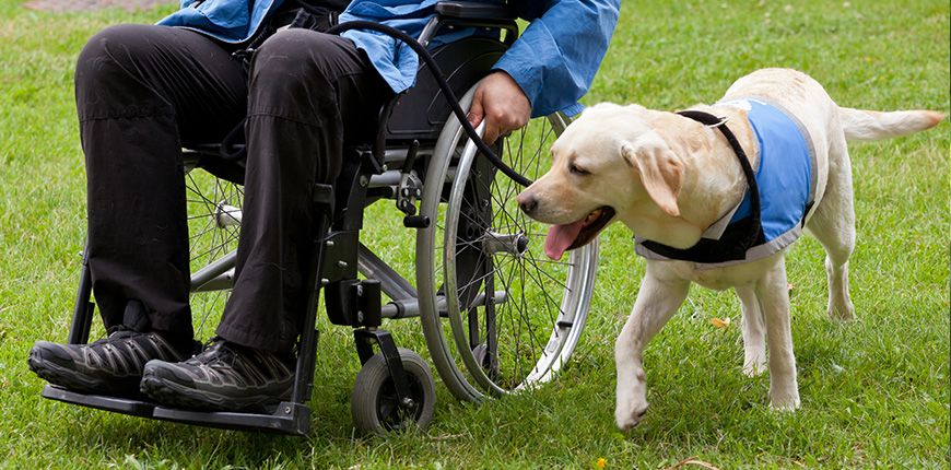 La noble labor de los perros guías