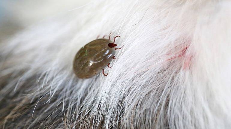 Perros y garrapatas: cómo quitar una garrapata a un perro