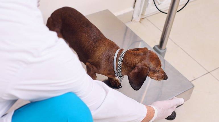 Condición corporal del perro: ¿Cuál es peso ideal? #infografía