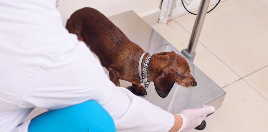 Condición corporal del perro: ¿Cuál es peso ideal? #infografía