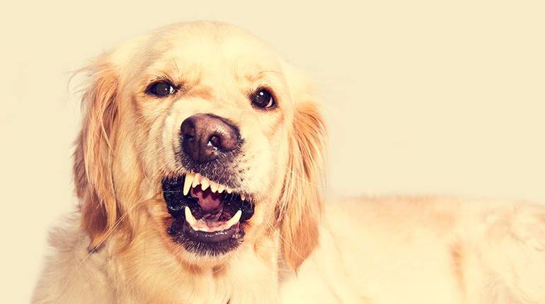 ¿Qué comunican los perros con sus ladridos? #infografía