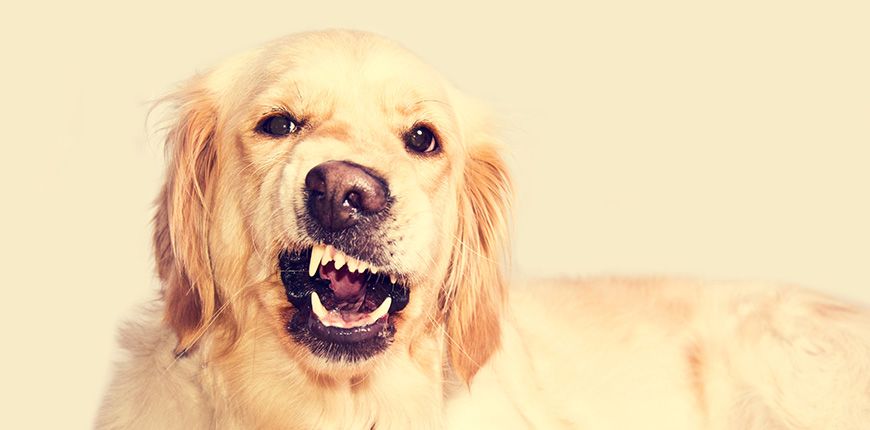 ¿Qué comunican los perros con sus ladridos? #infografía