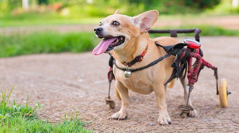 Cómo hacer una silla de ruedas para perros