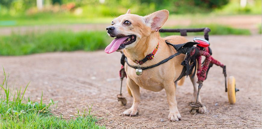 Cómo hacer una silla de ruedas para perros