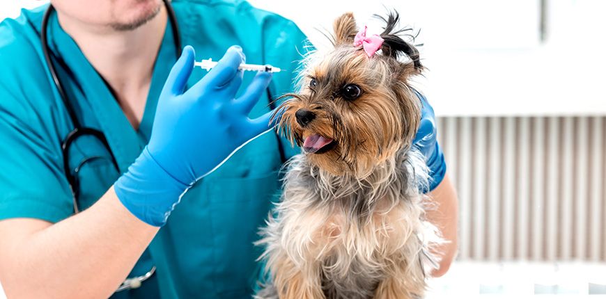 Vacunas básicas para tu perro durante su crecimiento #Infografía