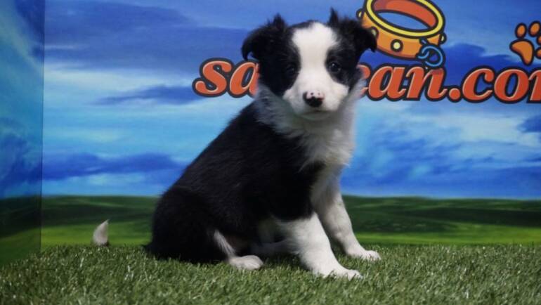 Border Collie