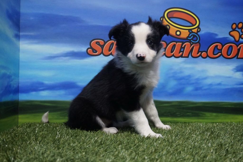 Border Collie