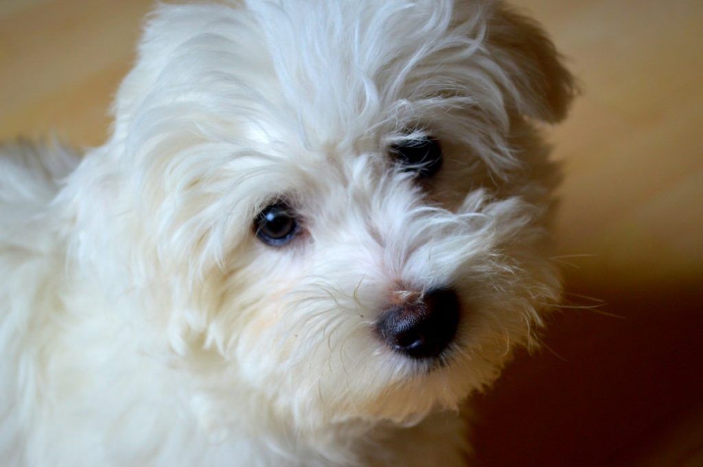 Bichón Maltés