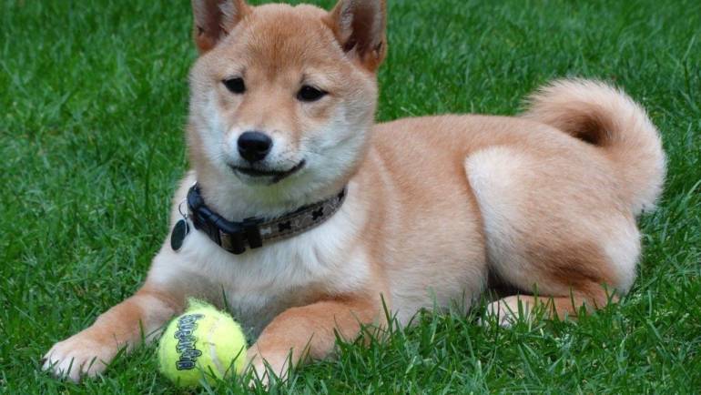 Shiba Inu
