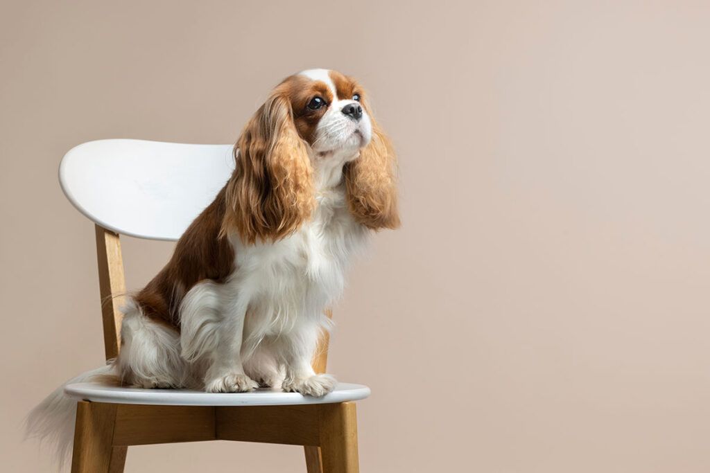 Comprar cachorro de Cavalier en Valencia