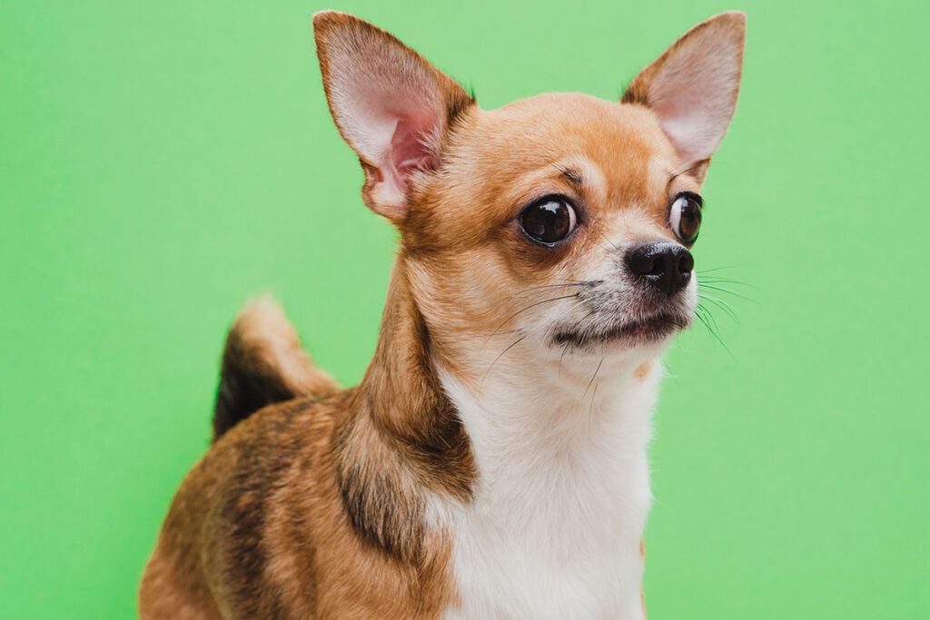 Comprar cachorro de Chihuahua en Navarra