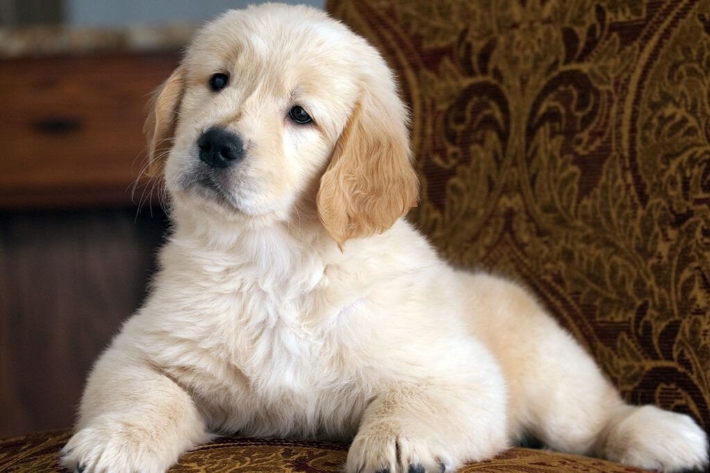 Comprar cachorro de Golden Retriever en Madrid