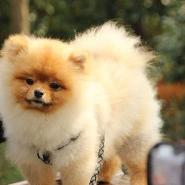 Comprar cachorro de Lulú de Pomerania en Bilbao