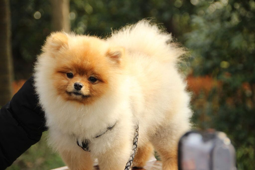 Comprar cachorro de Lulú de Pomerania en Pontevedra