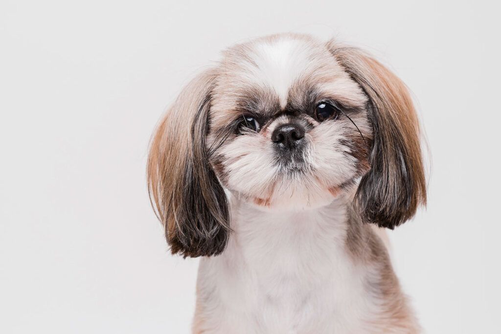Comprar cachorro de Shih tzu en Zaragoza