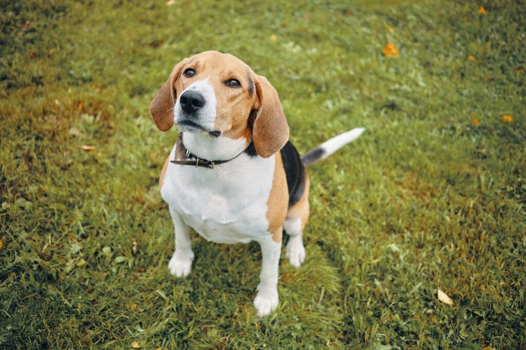 Comprar cachorro de Beagle Enano en Elche