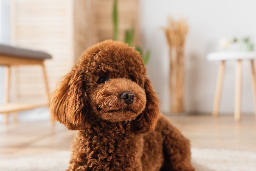 Comprar cachorro de Caniche toy en Asturias