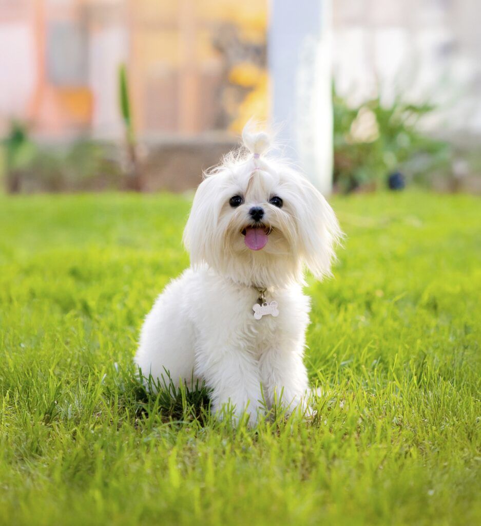 Comprar cachorro de Bichón maltés en Torrevieja