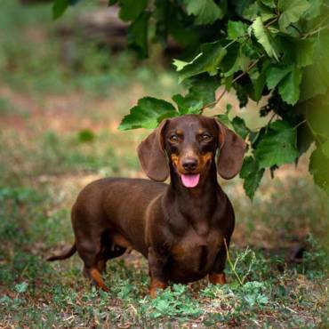 Comprar cachorro de Teckel pelo corto en Getafe